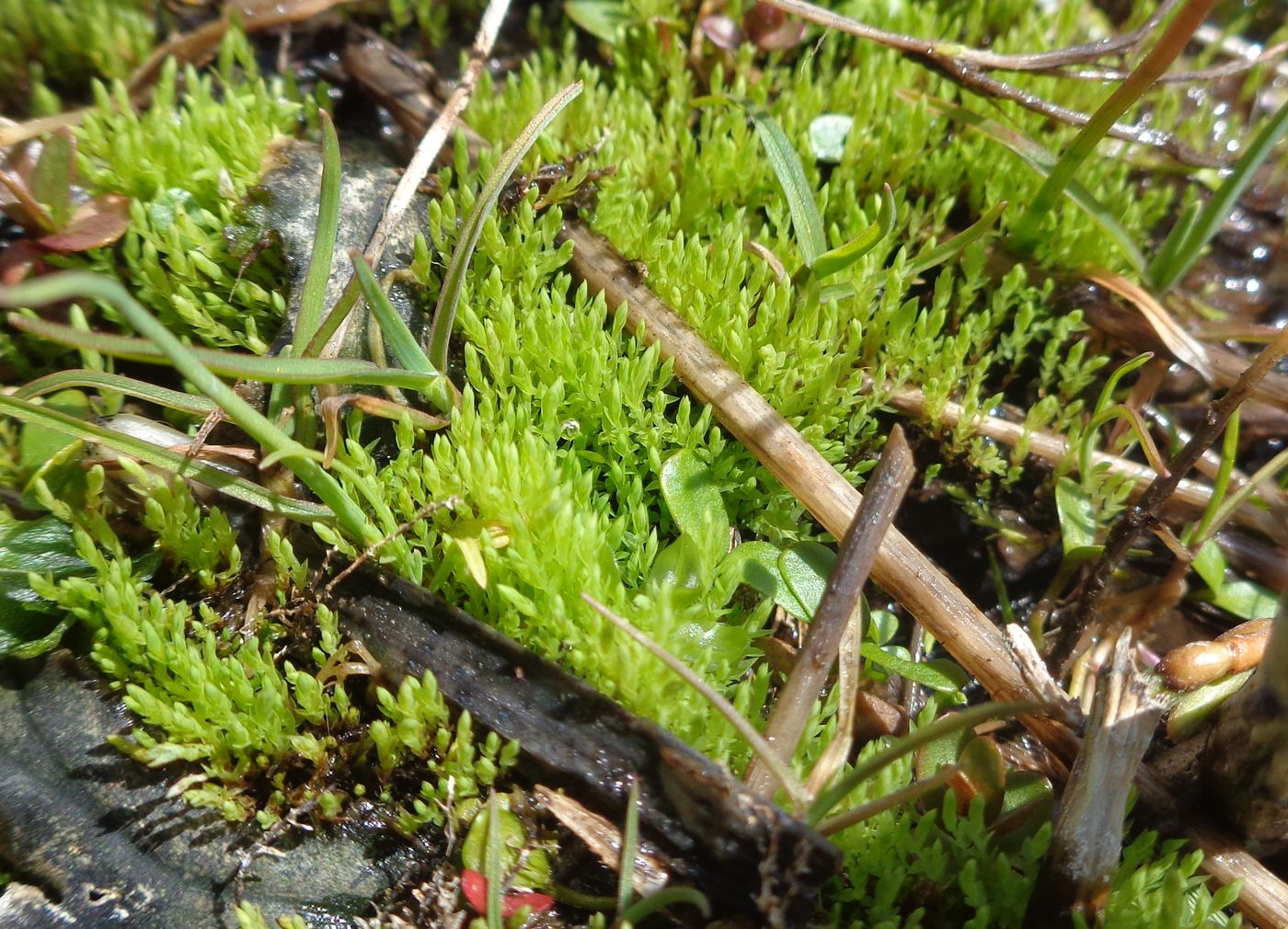 Image of genus Bryum specimen.