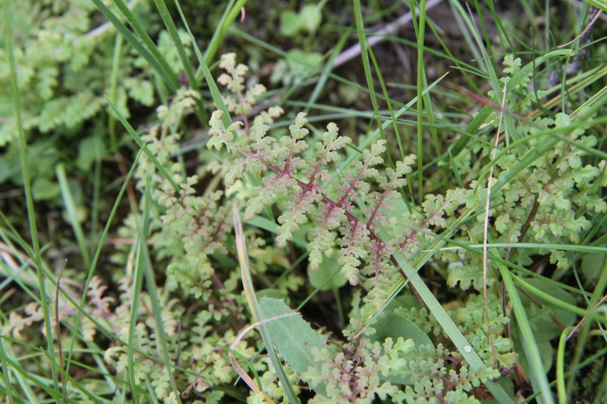 Изображение особи Pedicularis palustris.