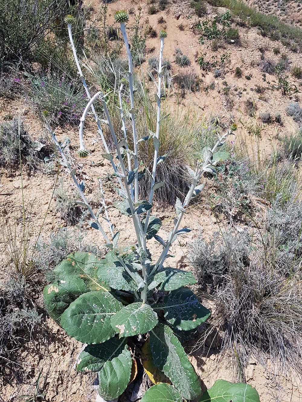 Изображение особи Lamyropappus schakaptaricus.