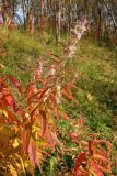 Chamaenerion angustifolium. Плодоносящий побег с листьями в осенней окраске. Мурманск, Первомайский р-н, Долина Уюта, зона декоративного озеленения вдоль пешеходной дорожки. 24.09.2020.