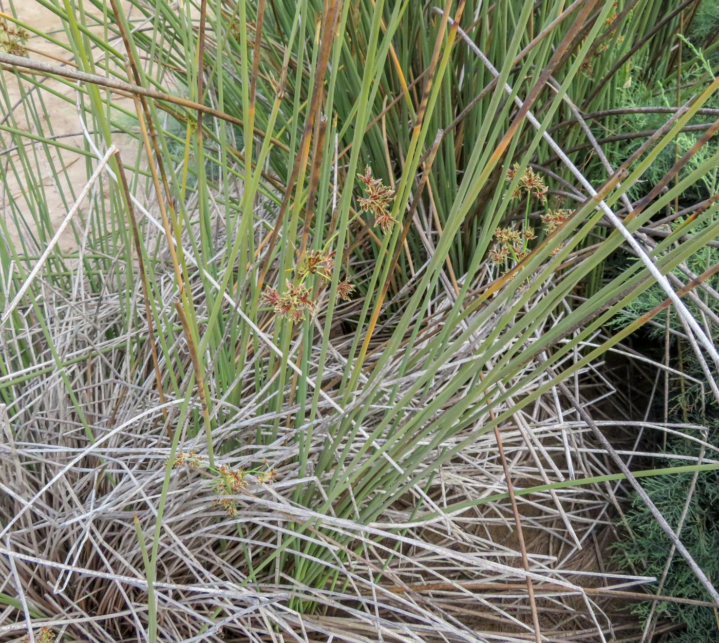 Image of Cyperus marginatus specimen.