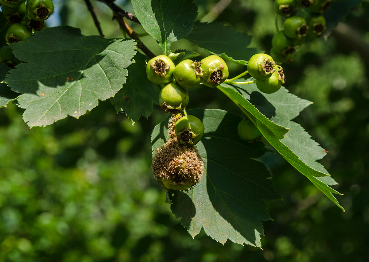 Изображение особи род Crataegus.