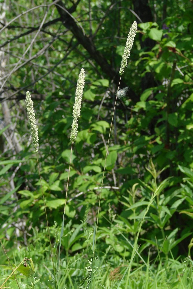 Изображение особи Phleum pratense.