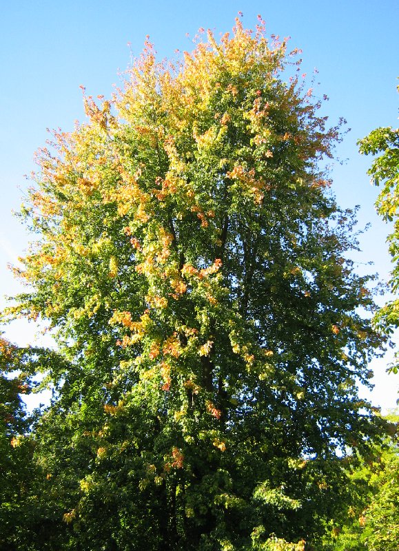 Image of Acer saccharinum specimen.