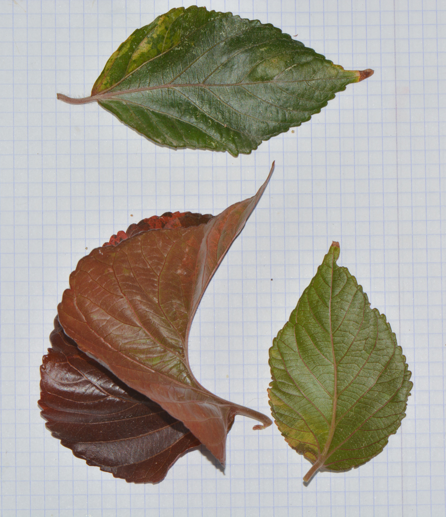 Image of Acalypha wilkesiana specimen.