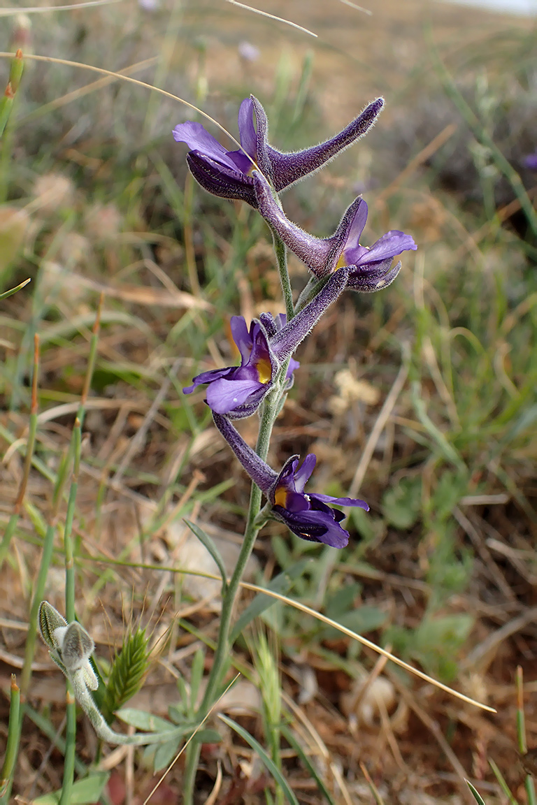 Image of Delphinium peregrinum specimen.