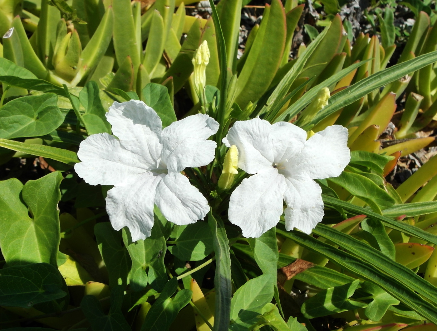 Image of Ruellia simplex specimen.