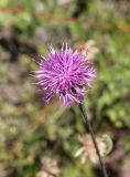 Centaurea scabiosa. Соцветие. Республика Алтай, Усть-Коксинский р-н, левый берег р. Катунь, окр. руч. Барбыш, луг. 31.07.2020.