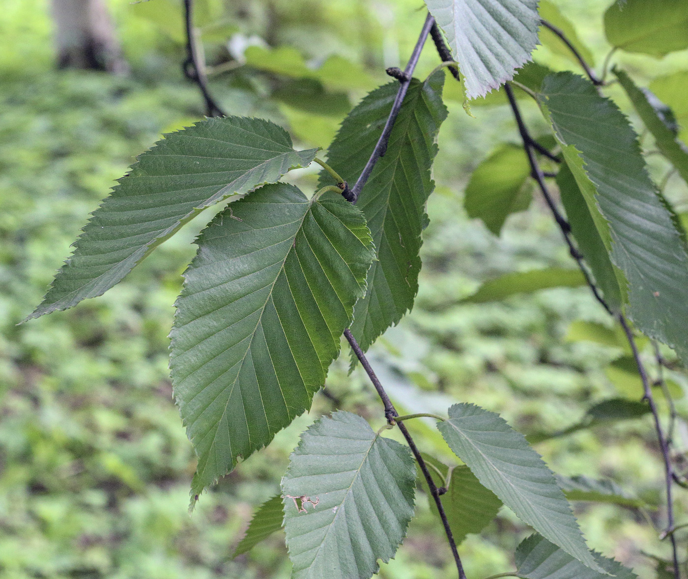 Изображение особи Betula grossa.