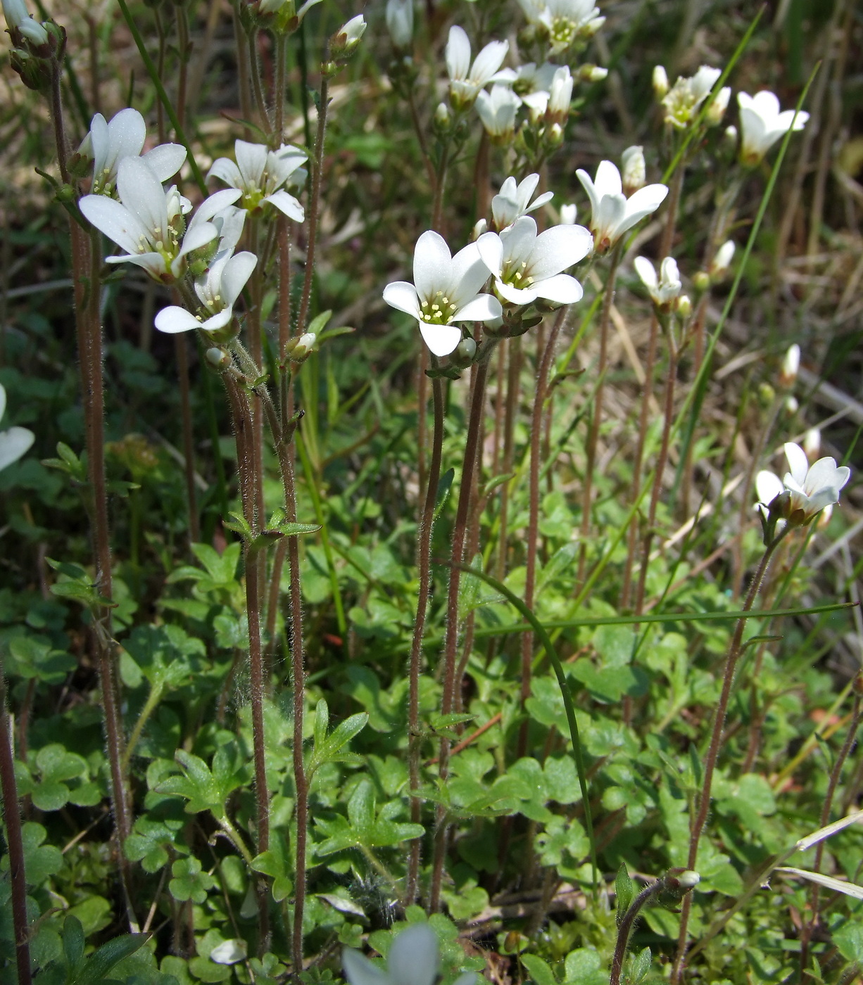 Image of Saxifraga radiata specimen.