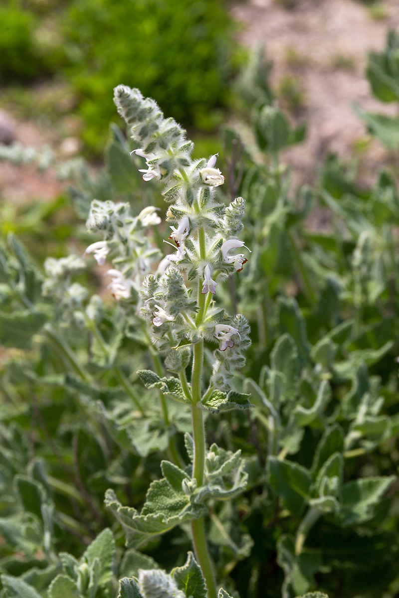 Image of Salvia dominica specimen.