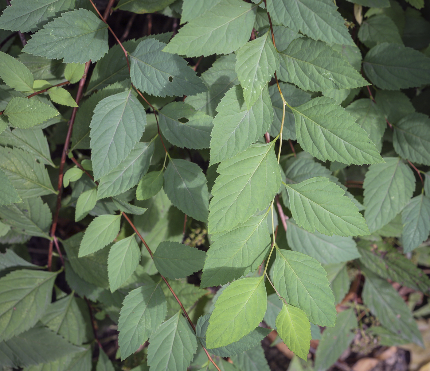 Image of genus Spiraea specimen.