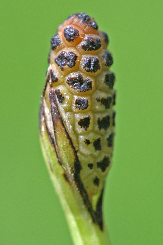 Image of Equisetum palustre specimen.