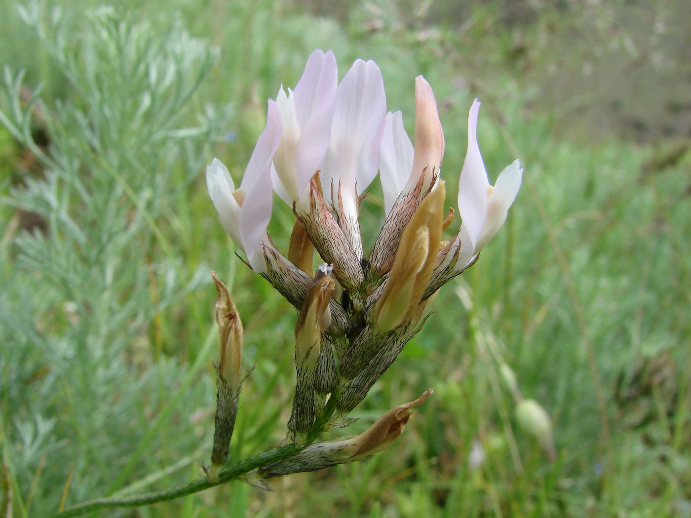 Image of Astragalus sogdianus specimen.