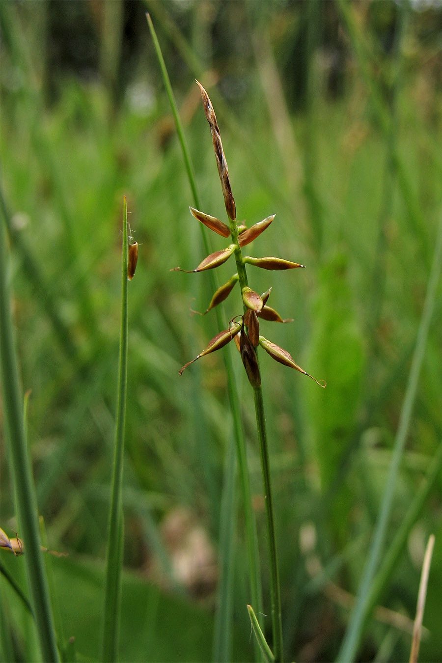 Image of Carex pulicaris specimen.