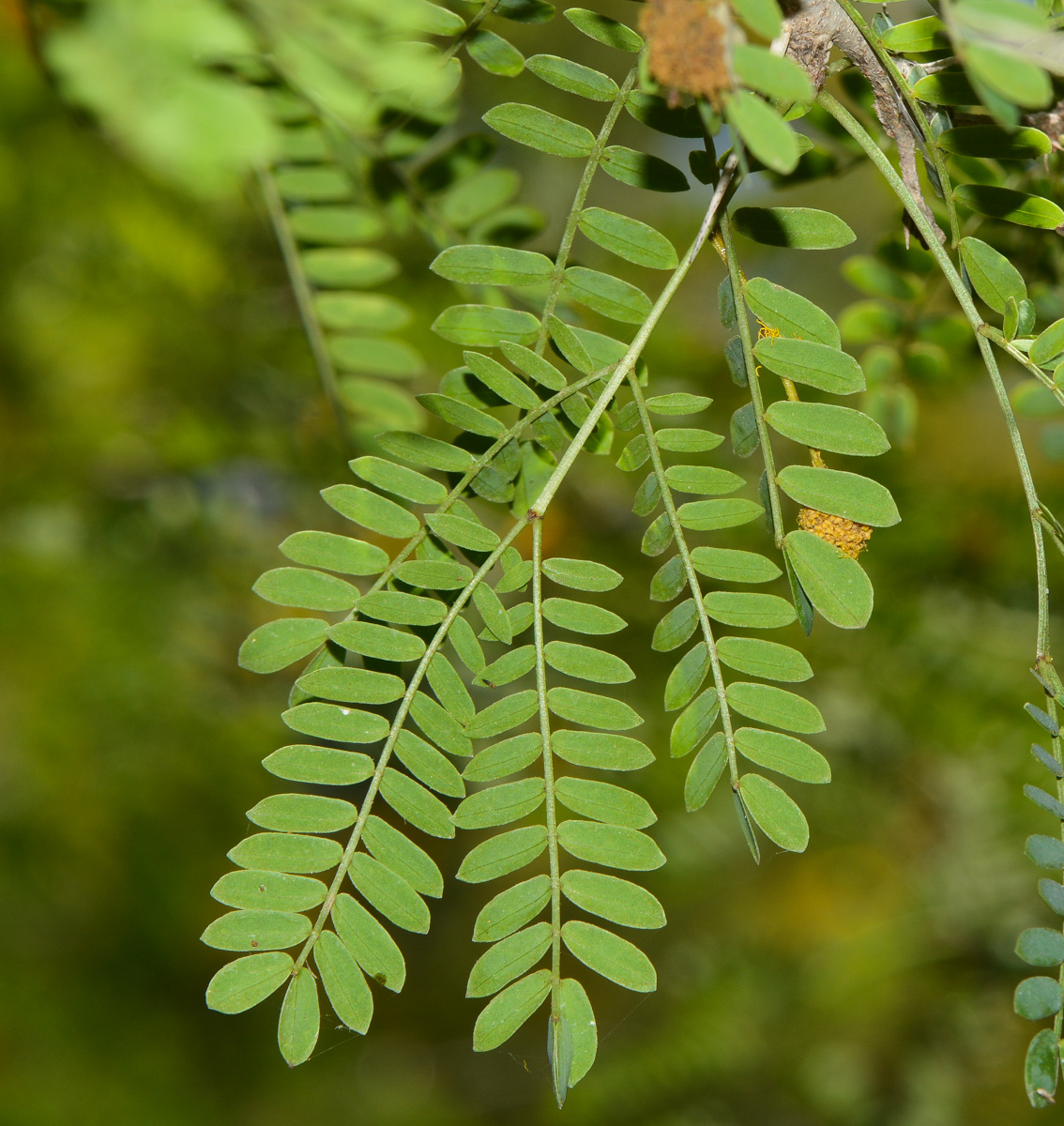 Изображение особи семейство Fabaceae.