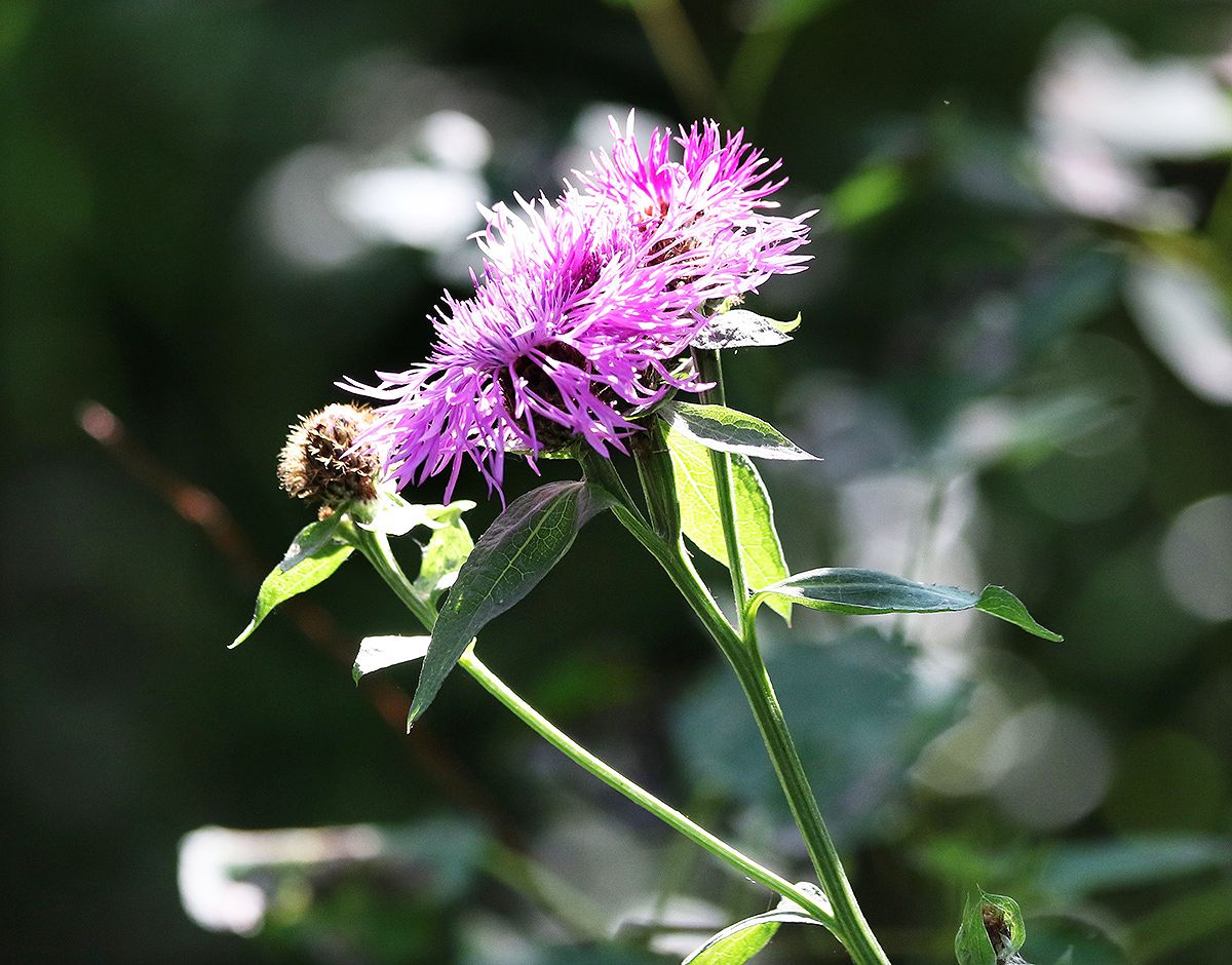 Изображение особи Centaurea phrygia.