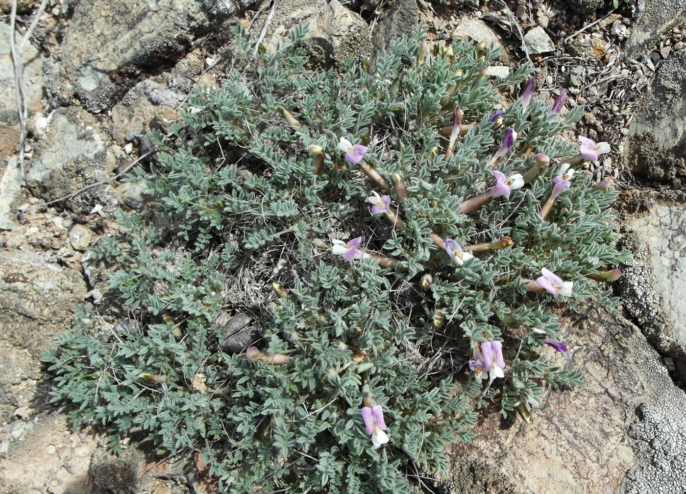 Изображение особи Astragalus pallasii.