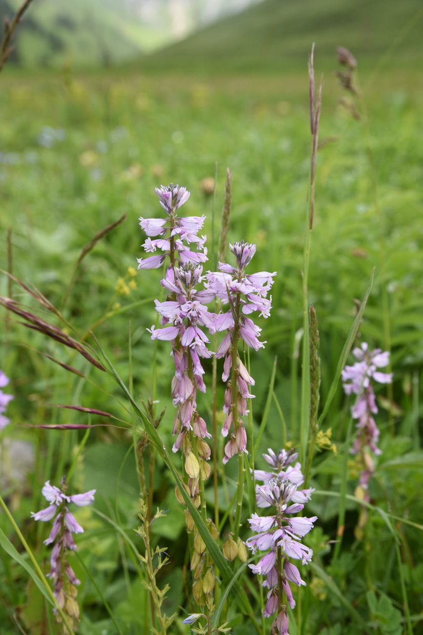 Image of genus Polygala specimen.