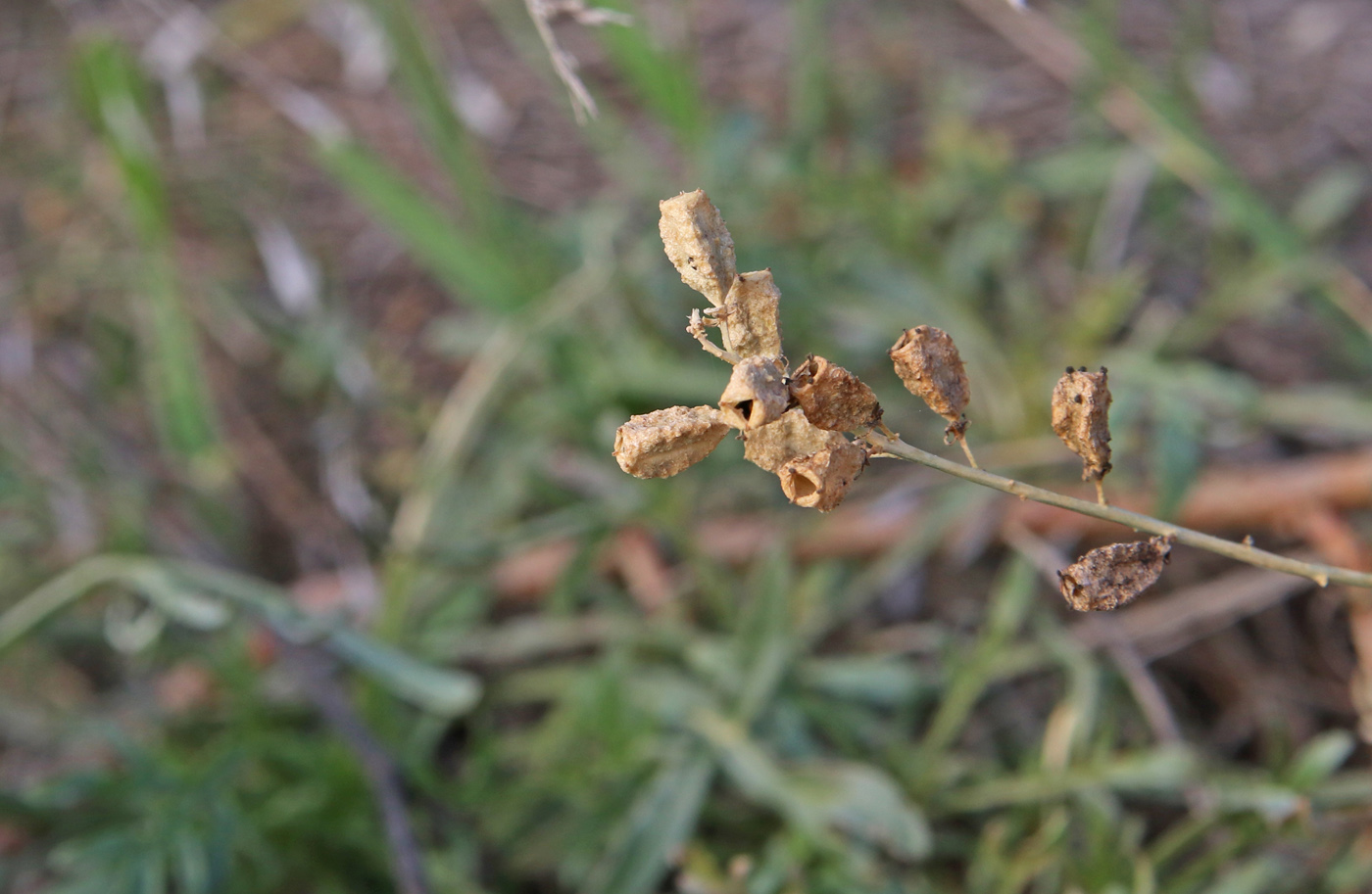 Image of Reseda lutea specimen.