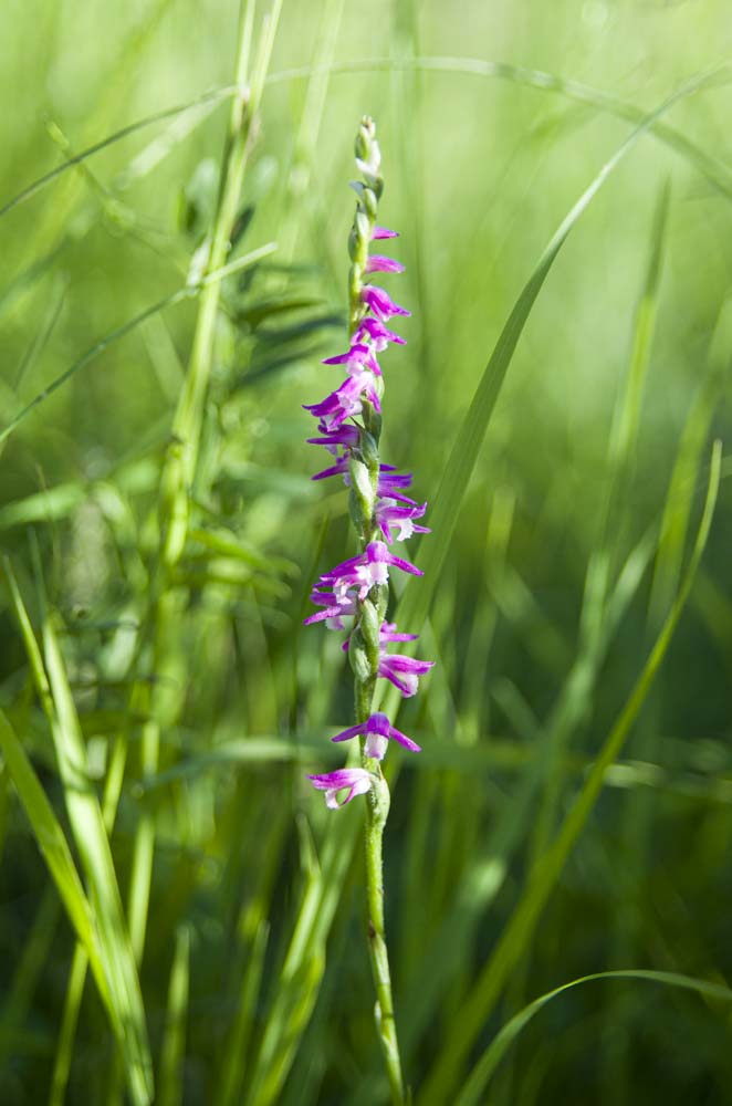 Изображение особи Spiranthes australis.