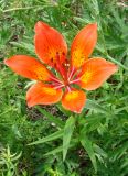 Lilium pensylvanicum