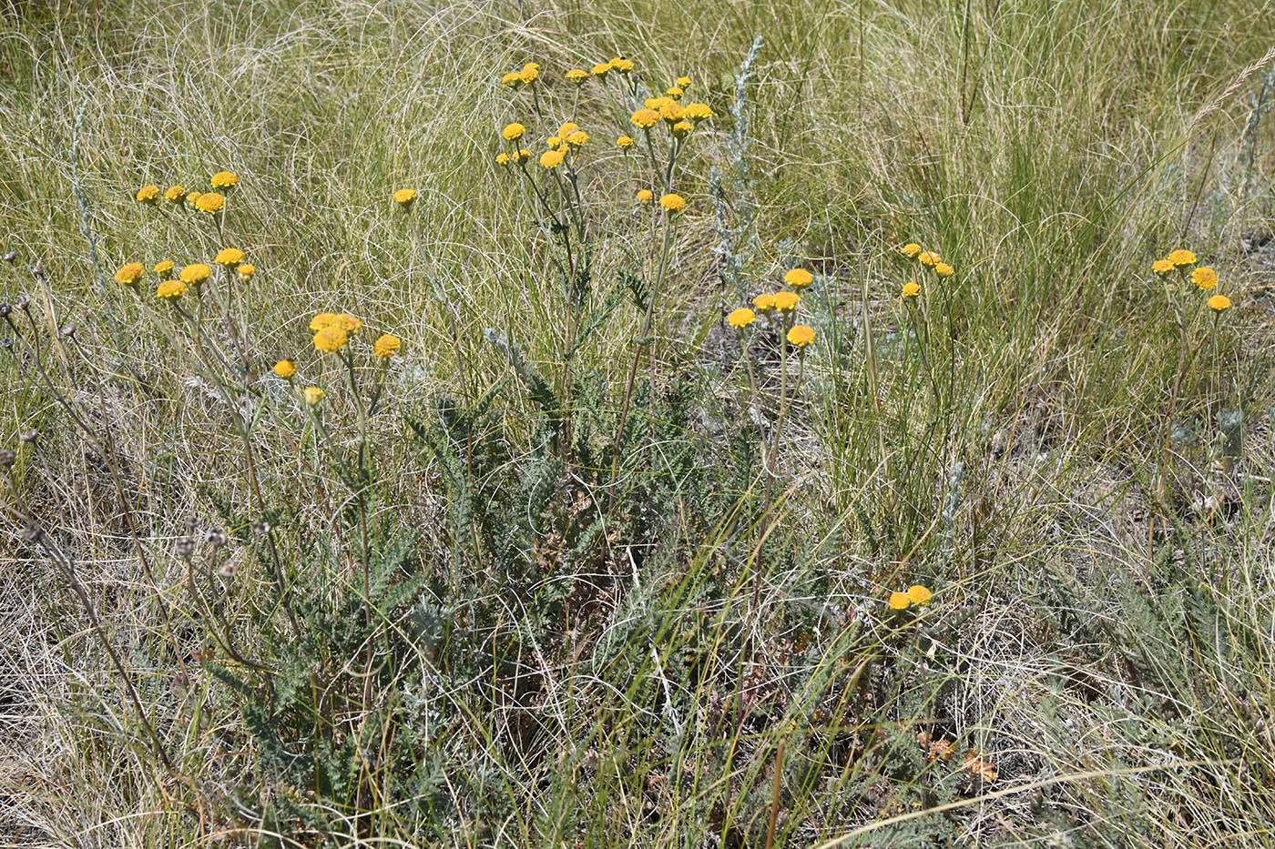 Image of Tanacetum achilleifolium specimen.