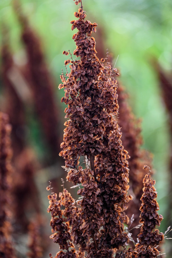 Image of genus Rumex specimen.