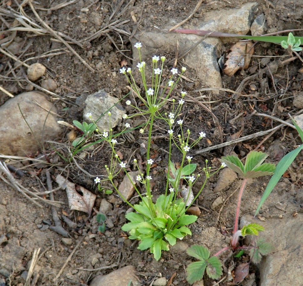 Изображение особи Androsace filiformis.