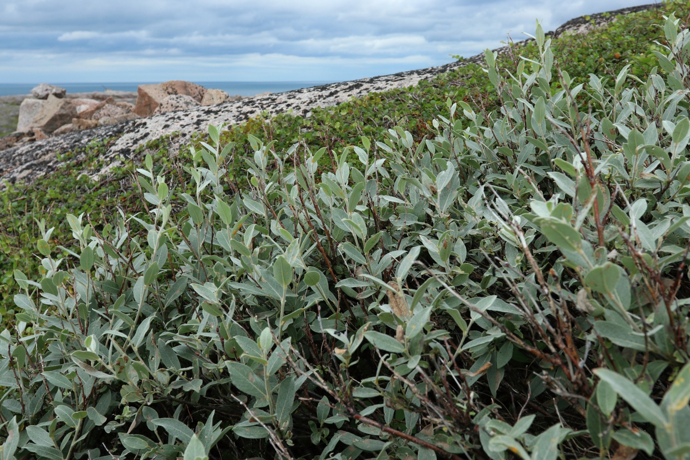 Image of Salix lapponum specimen.