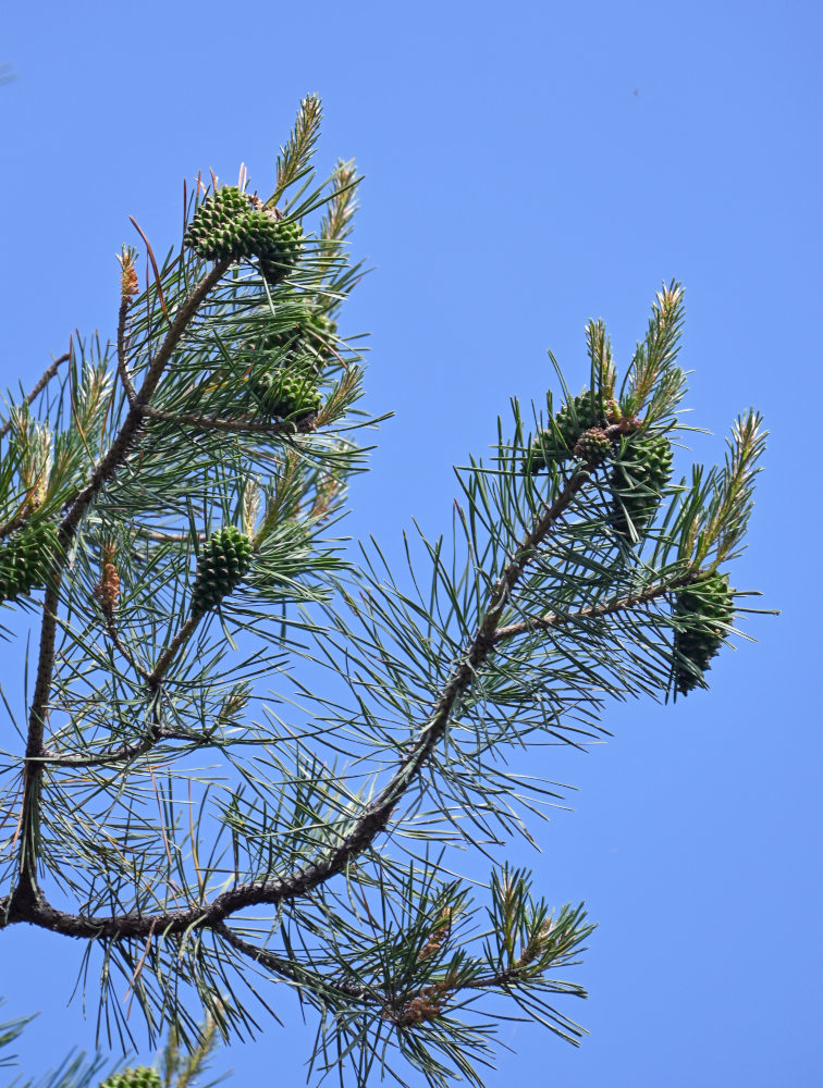 Image of Pinus sylvestris ssp. hamata specimen.