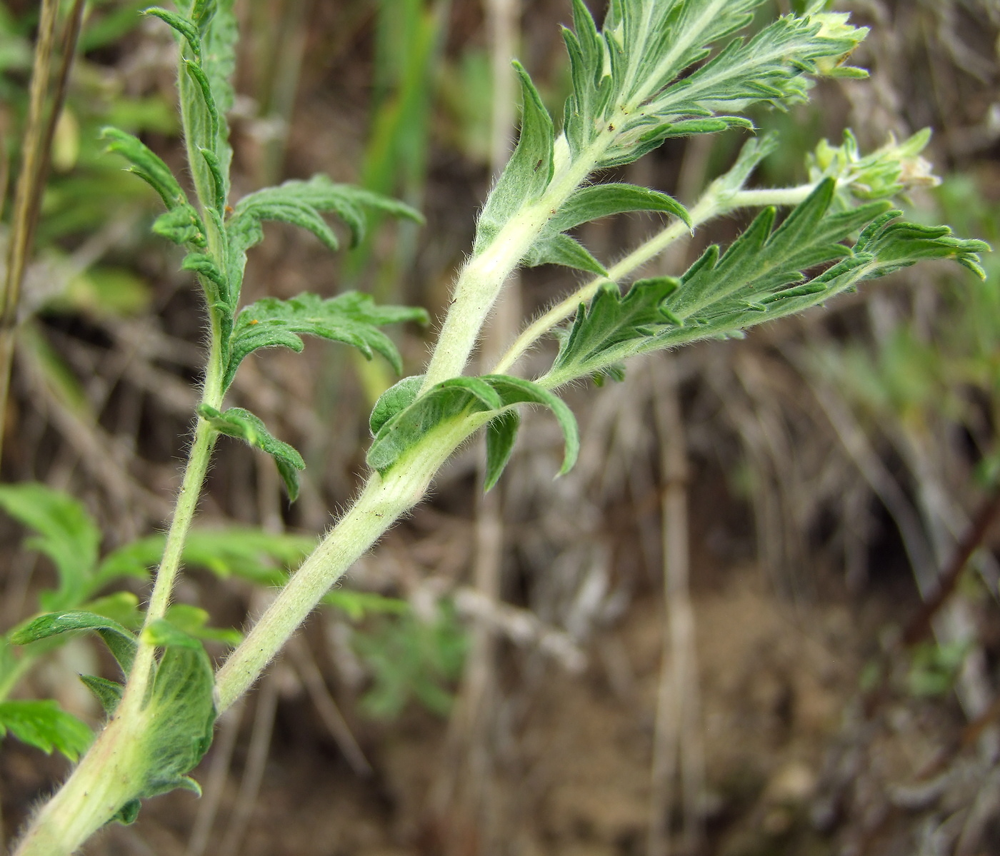 Image of Potentilla pensylvanica specimen.