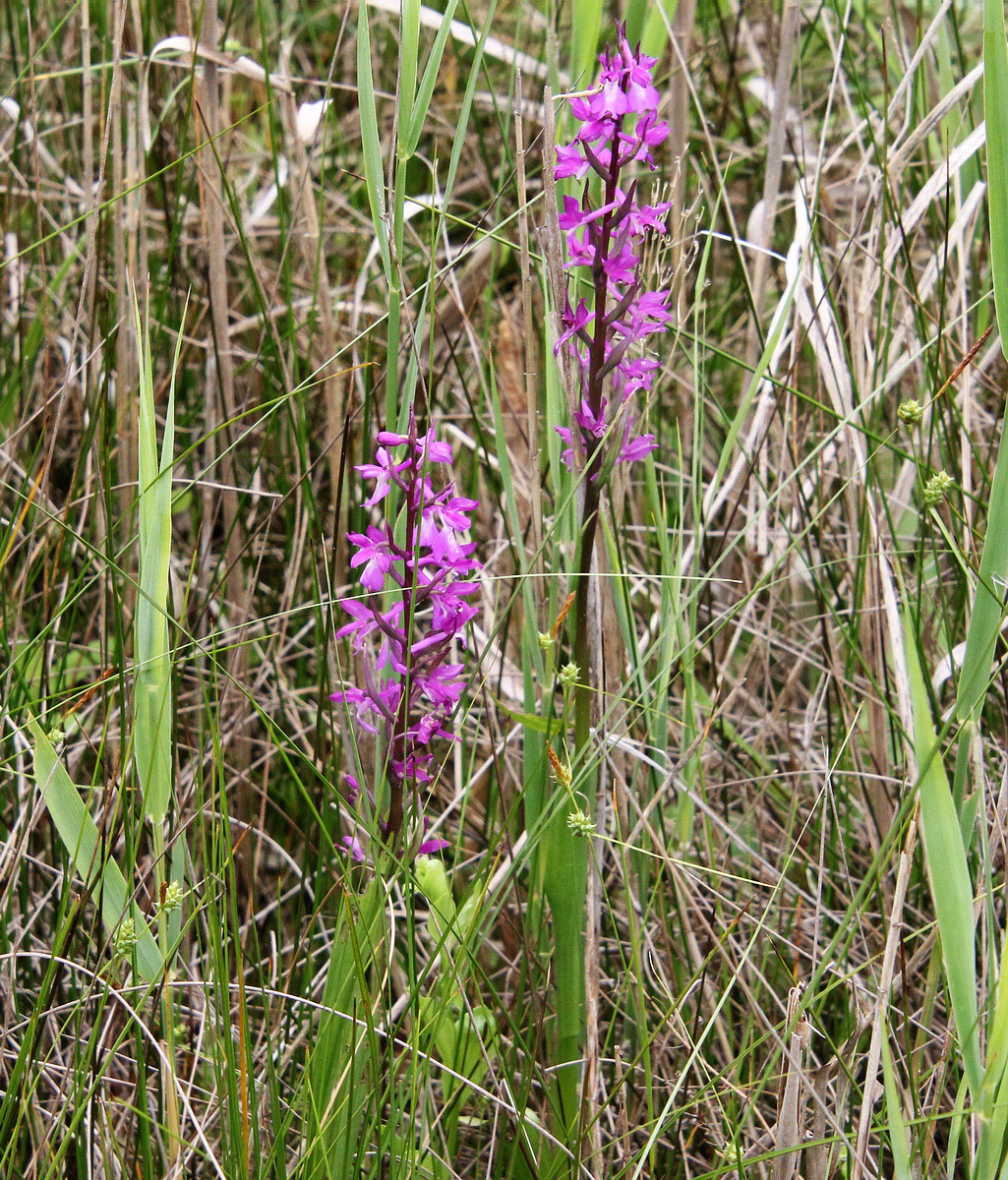 Изображение особи Anacamptis laxiflora ssp. elegans.