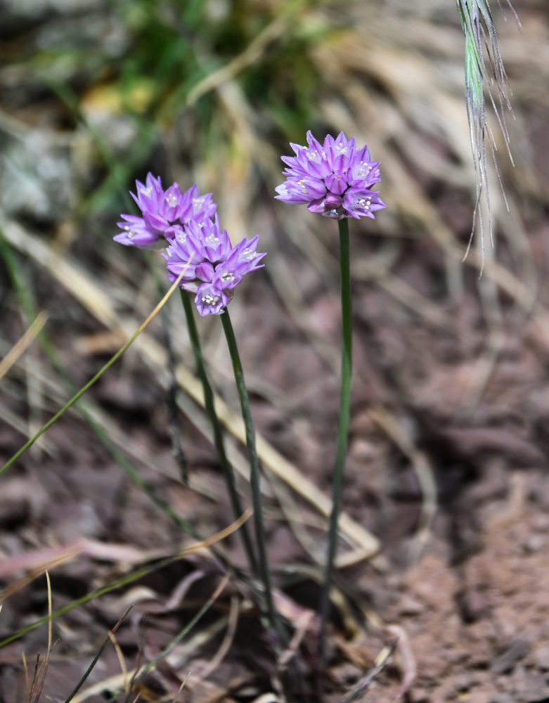 Image of Allium schoenoprasoides specimen.