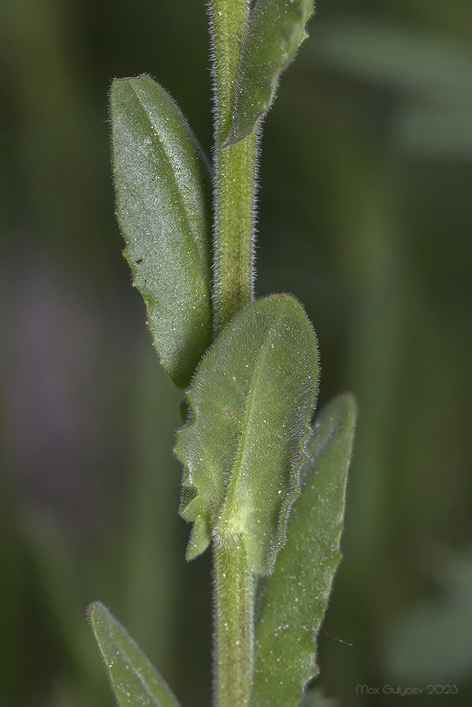 Изображение особи Lepidium campestre.