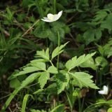 Anemone nemorosa. Верхушка цветущего растения. Ленинградская обл., Ломоносовский р-н, окр. дер. Лопухинка, экотропа \"Радоновые озёра\", бровка склона долины, широколиственно-еловый лес. 21.05.2023.