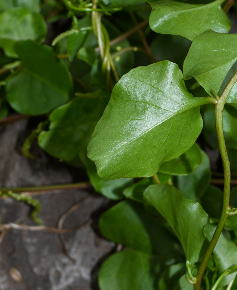 Image of Anredera cordifolia specimen.