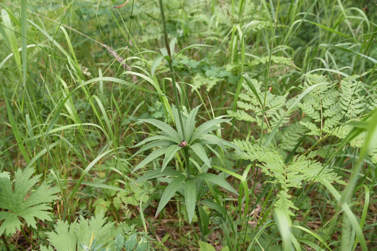 Image of Lilium pilosiusculum specimen.