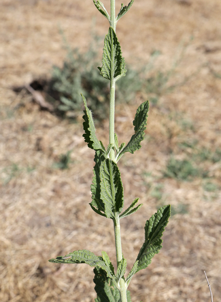 Изображение особи Perovskia scrophulariifolia.