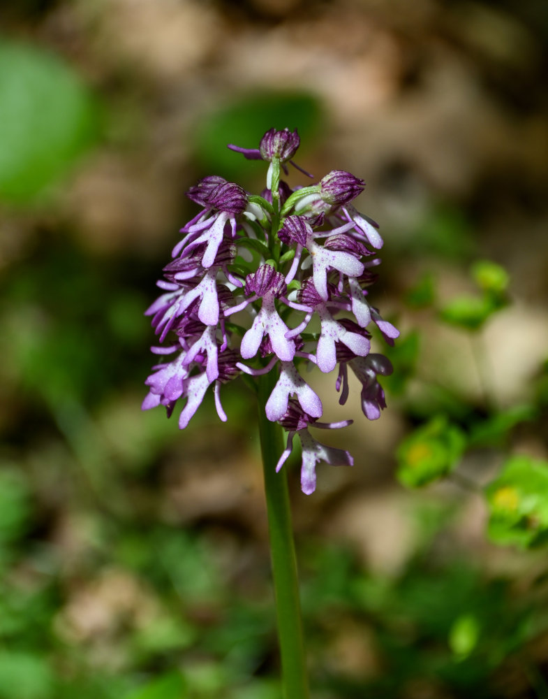 Изображение особи Orchis purpurea ssp. caucasica.