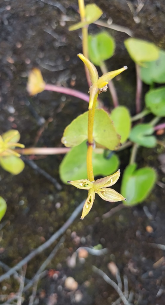 Image of Viola biflora specimen.