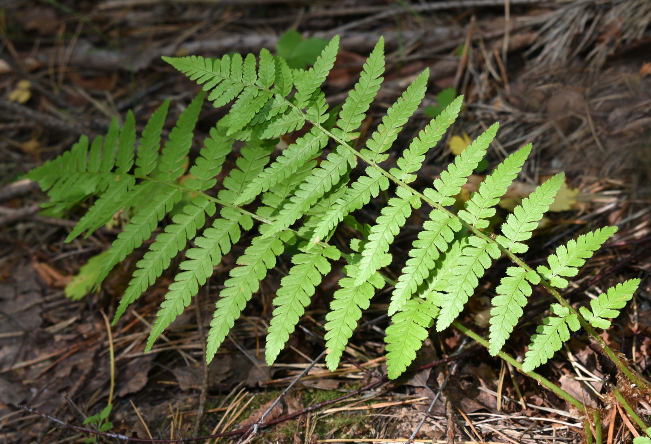 Изображение особи Dryopteris filix-mas.