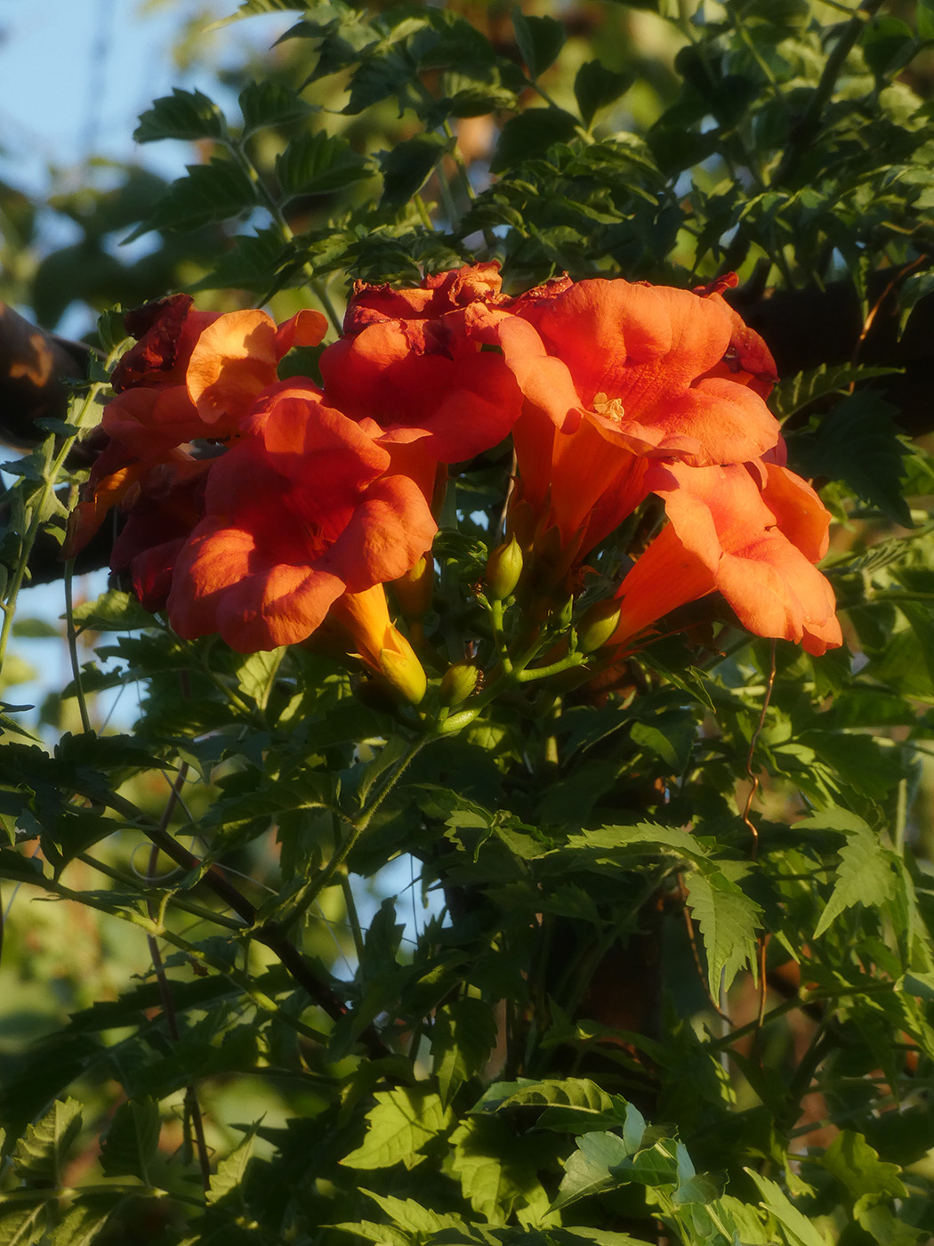 Image of Campsis radicans specimen.