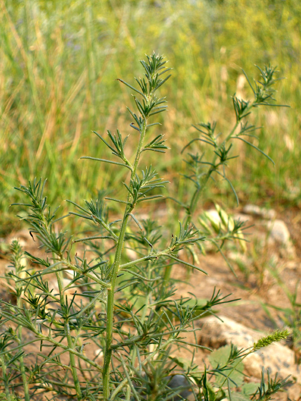 Изображение особи Salsola tragus.