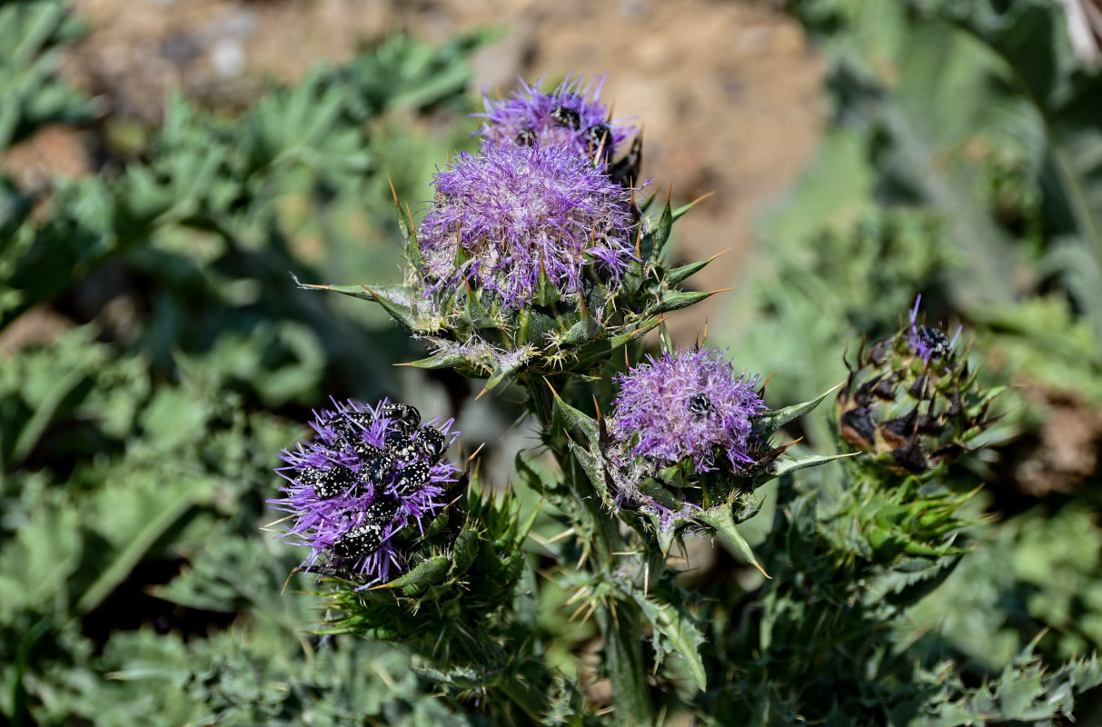 Изображение особи Silybum marianum.