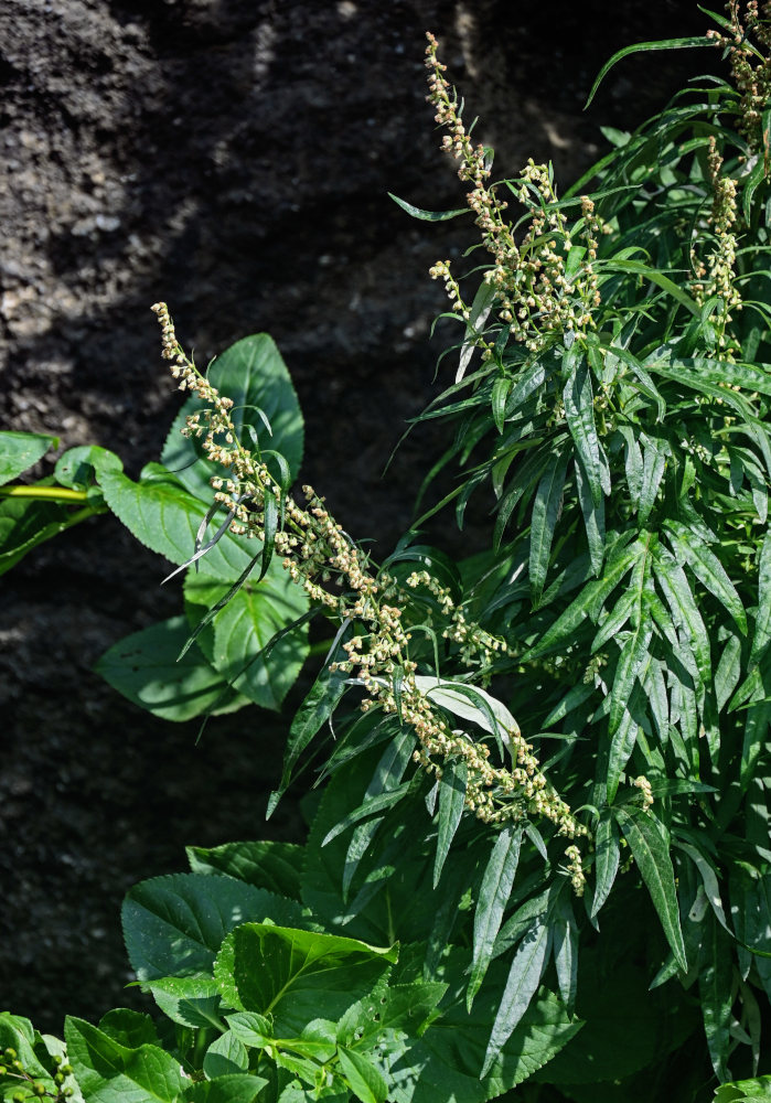 Изображение особи Artemisia opulenta.