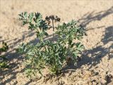 Artemisia absinthium