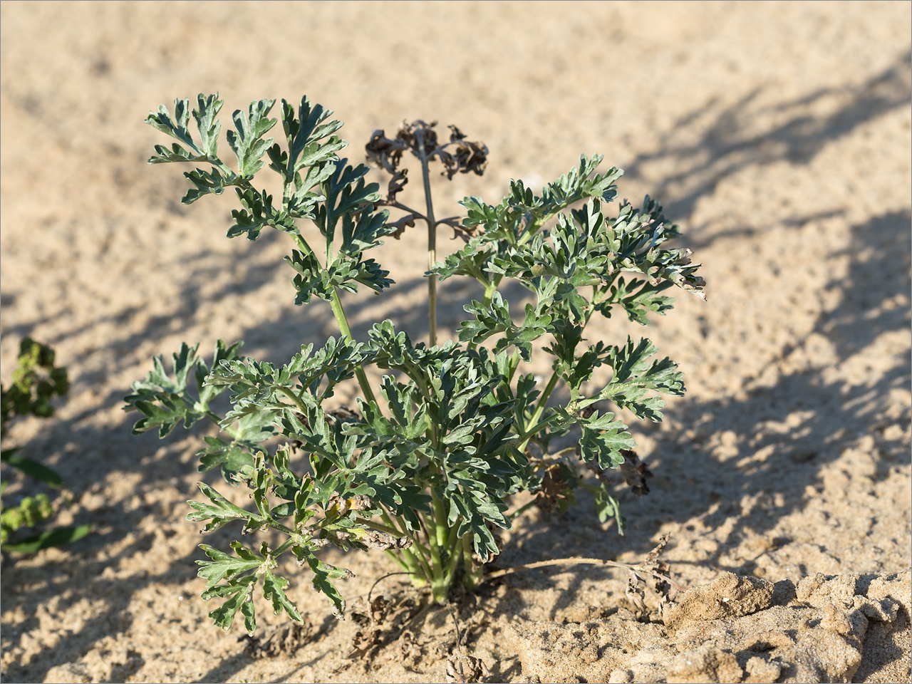 Изображение особи Artemisia absinthium.