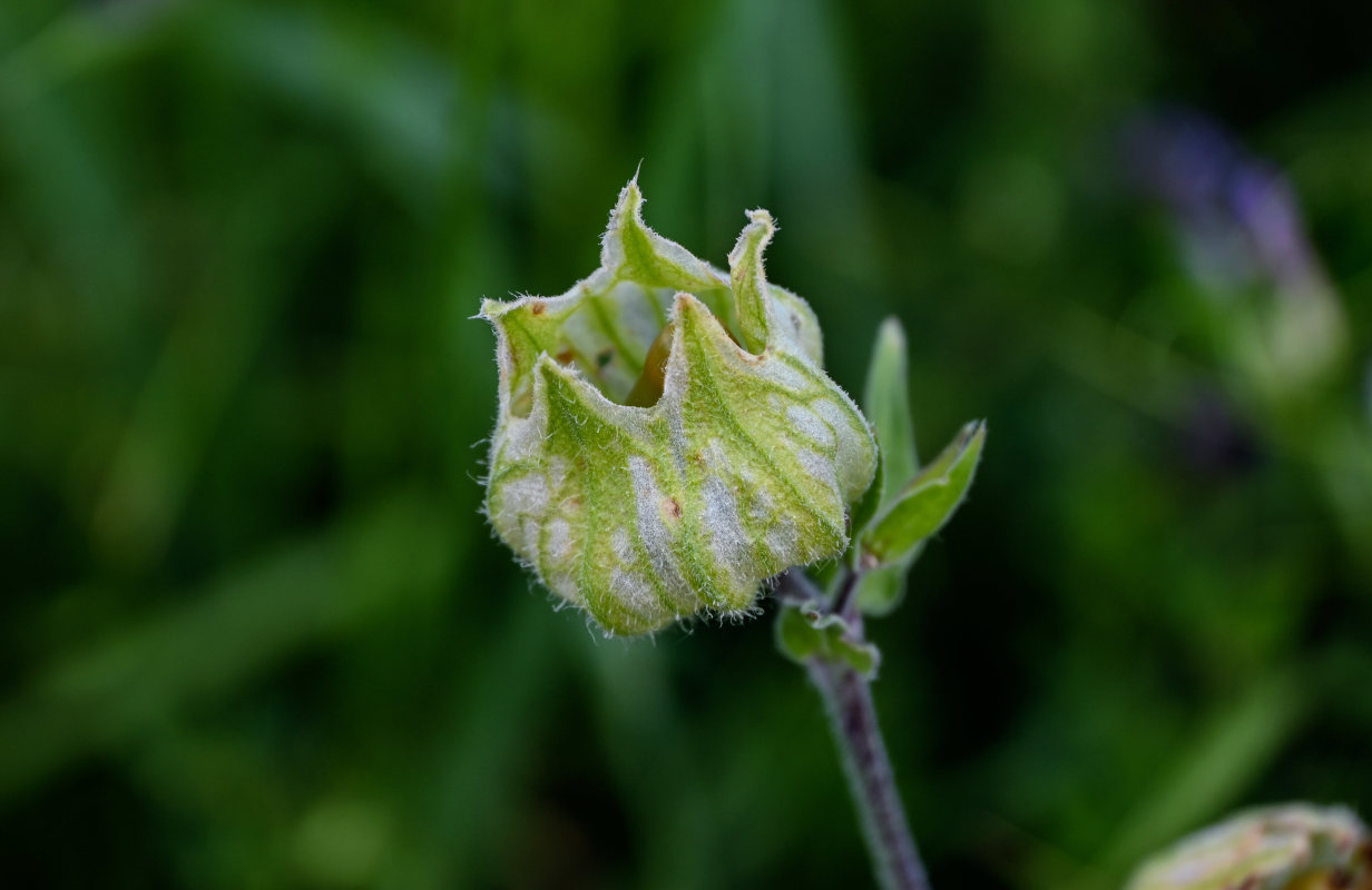 Изображение особи Melandrium latifolium.