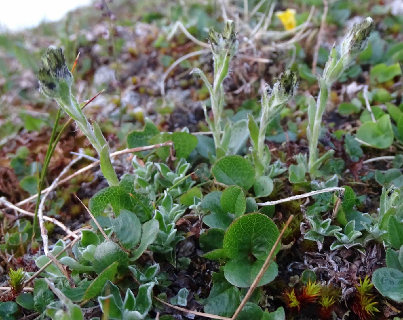 Image of Antennaria canescens specimen.